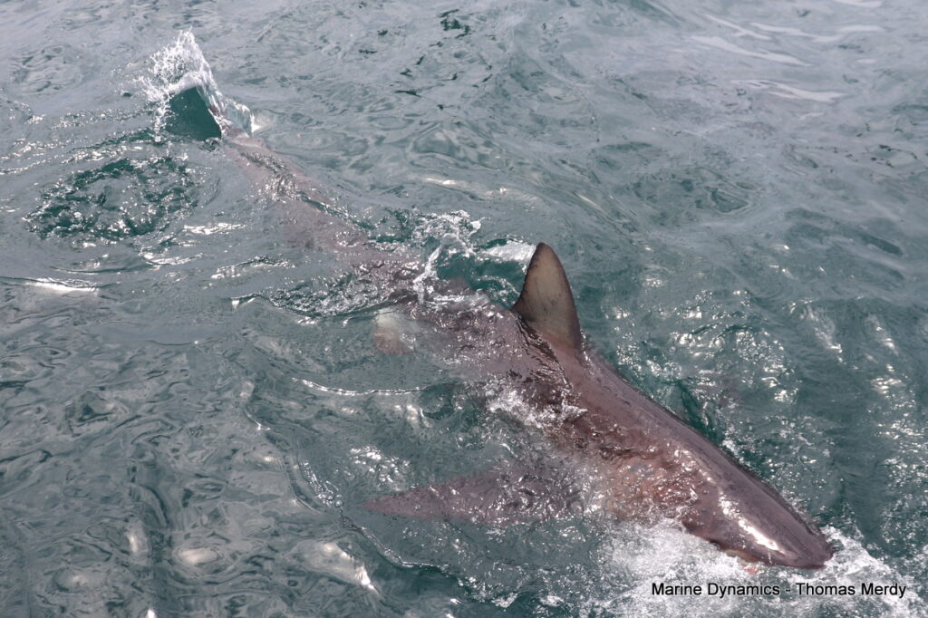 Shark cage diving, South Africa, Gansbaai