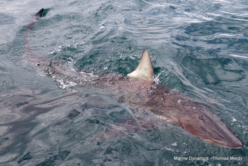 Shark cage diving, South Africa, Gansbaai