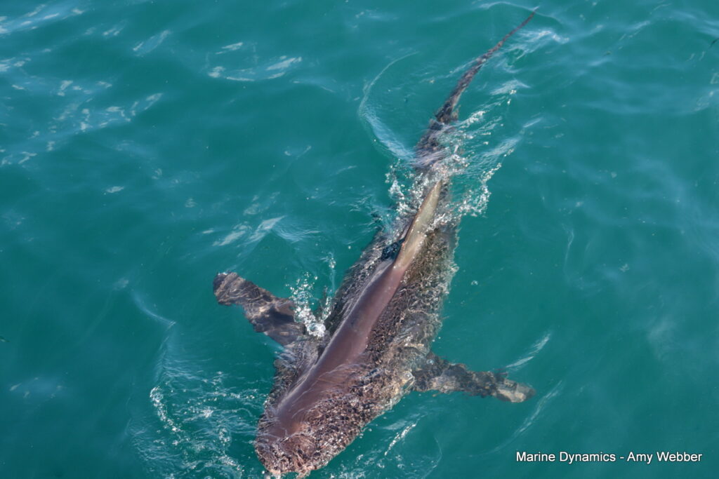 Shark cage diving, Gansbaai, South Africa