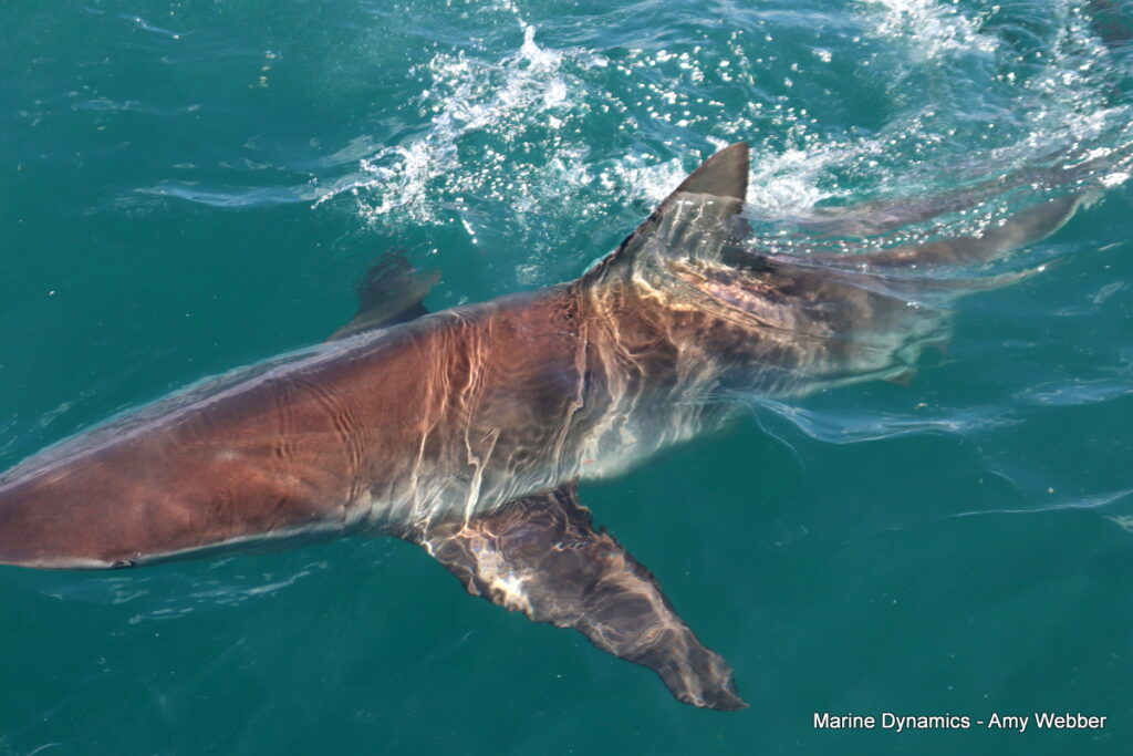Shark cage diving, Gansbaai, South Africa