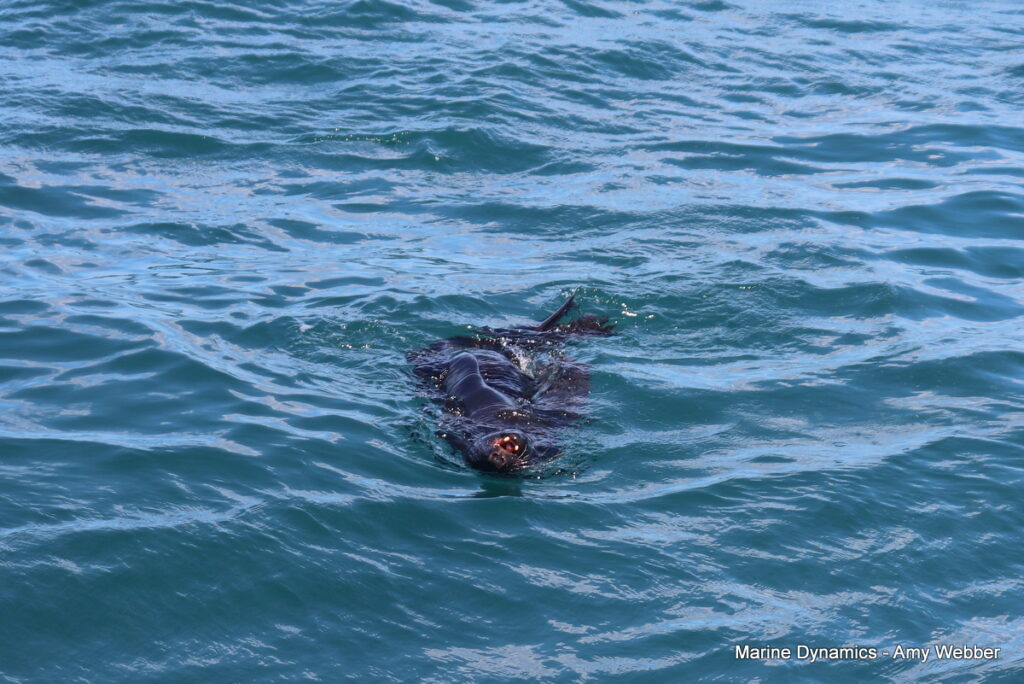 Shark cage diving, Gansbaai, South Africa