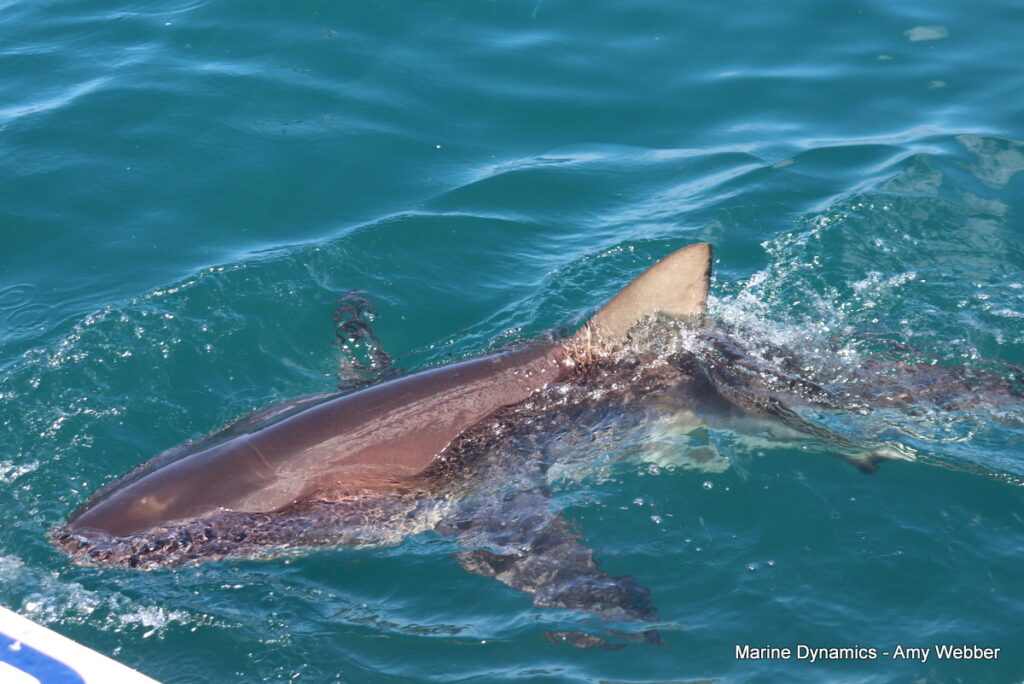 Shark cage diving, Gansbaai, South Africa