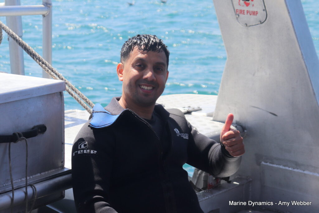 Shark cage diving, Gansbaai, South Africa