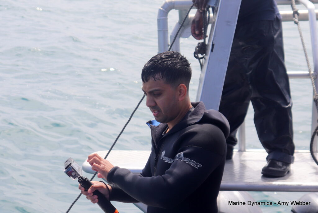 Shark cage diving, Gansbaai, South Africa