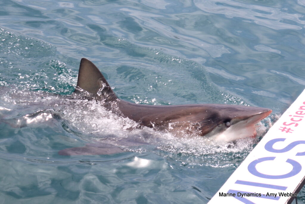 Shark cage diving, Gansbaai, South Africa