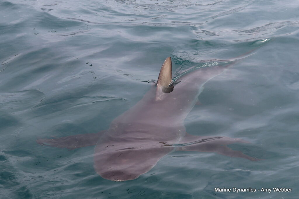 Shark cage diving, Gansbaai, South Africa