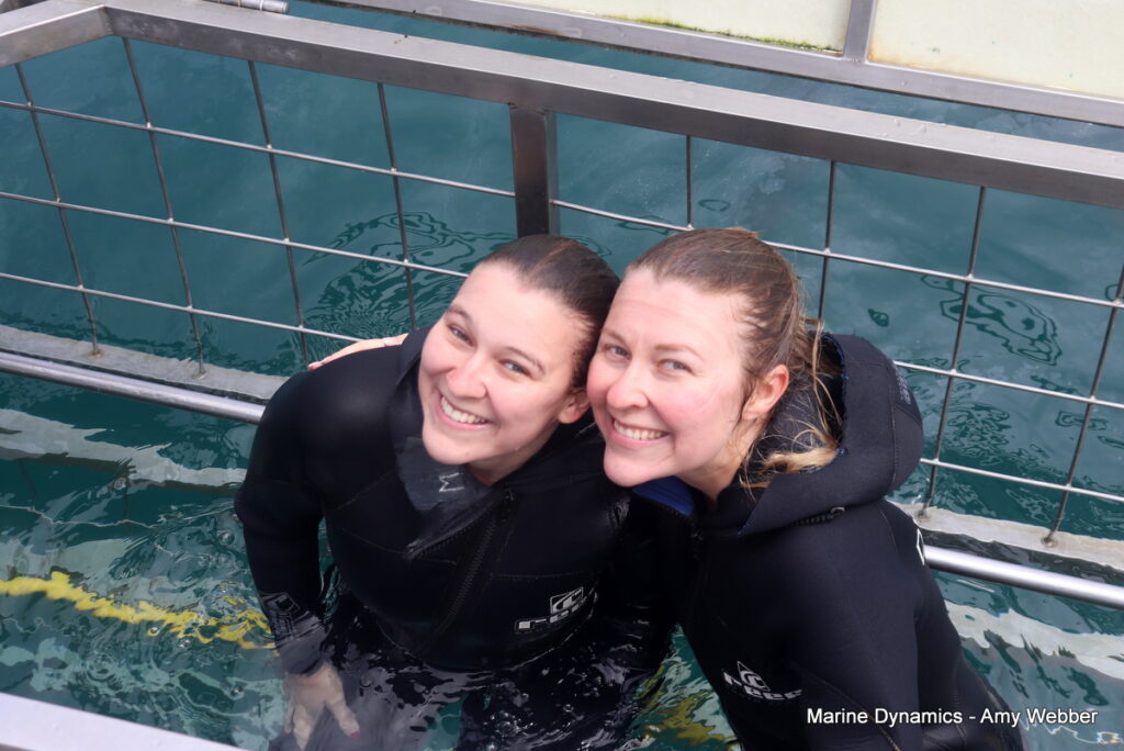 Shark cage diving, Gansbaai, South Africa