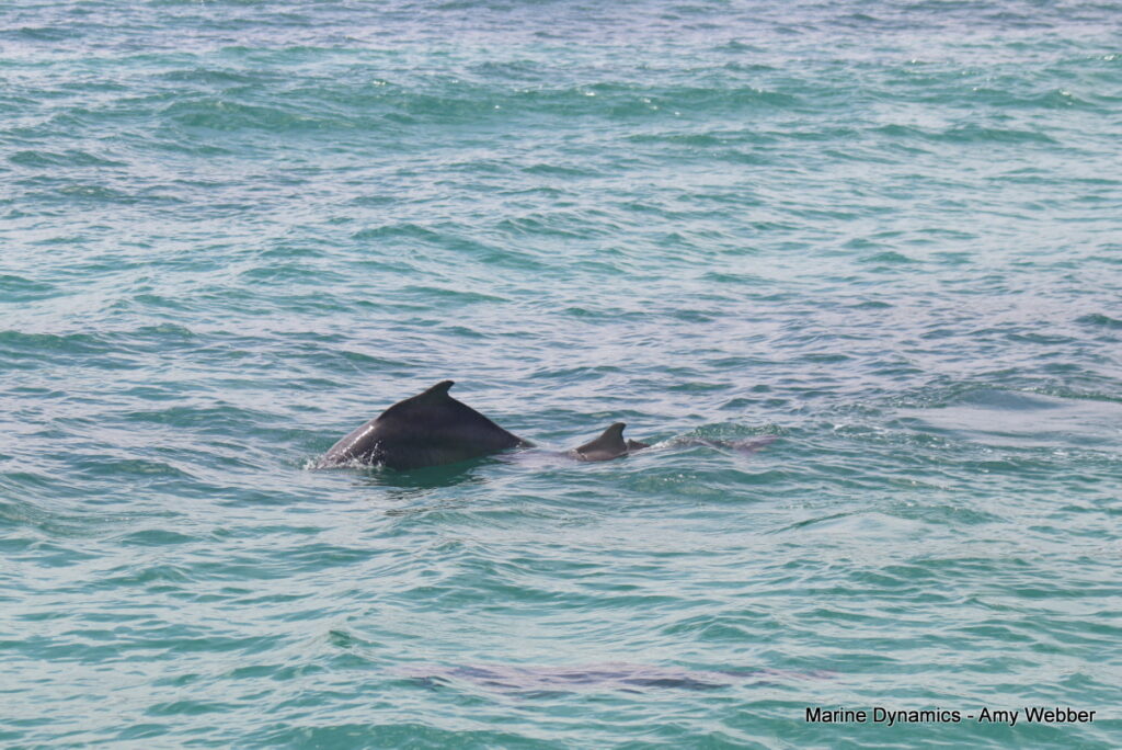 Shark cage diving, Gansbaai, South Africa