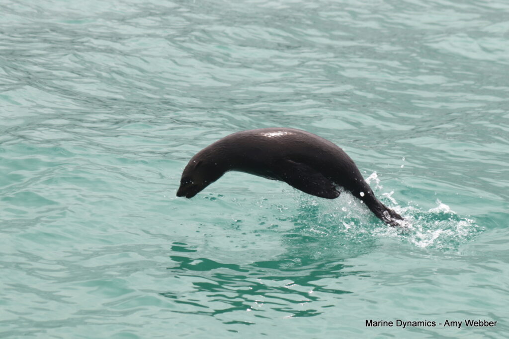 Shark cage diving, Gansbaai, South Africa