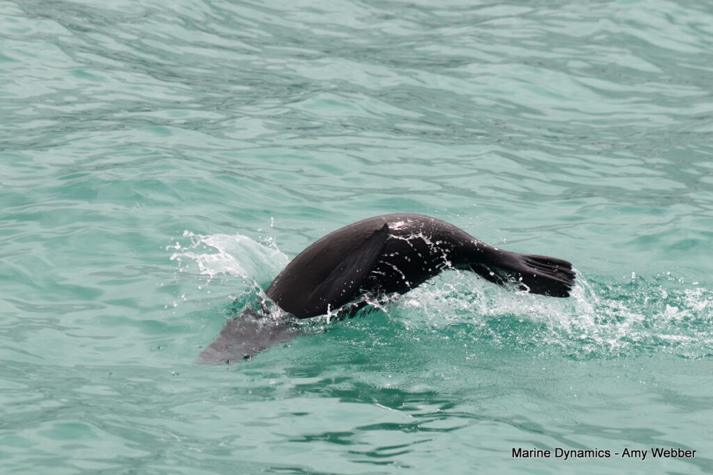 Shark cage diving, Gansbaai, South Africa