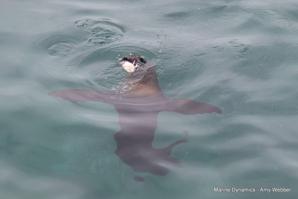 Shark cage diving, Gansbaai, South Africa