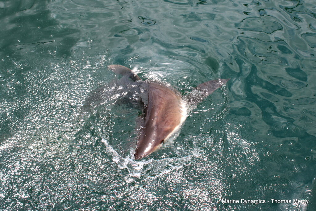 Shark cage diving, South Africa, Gansbaai