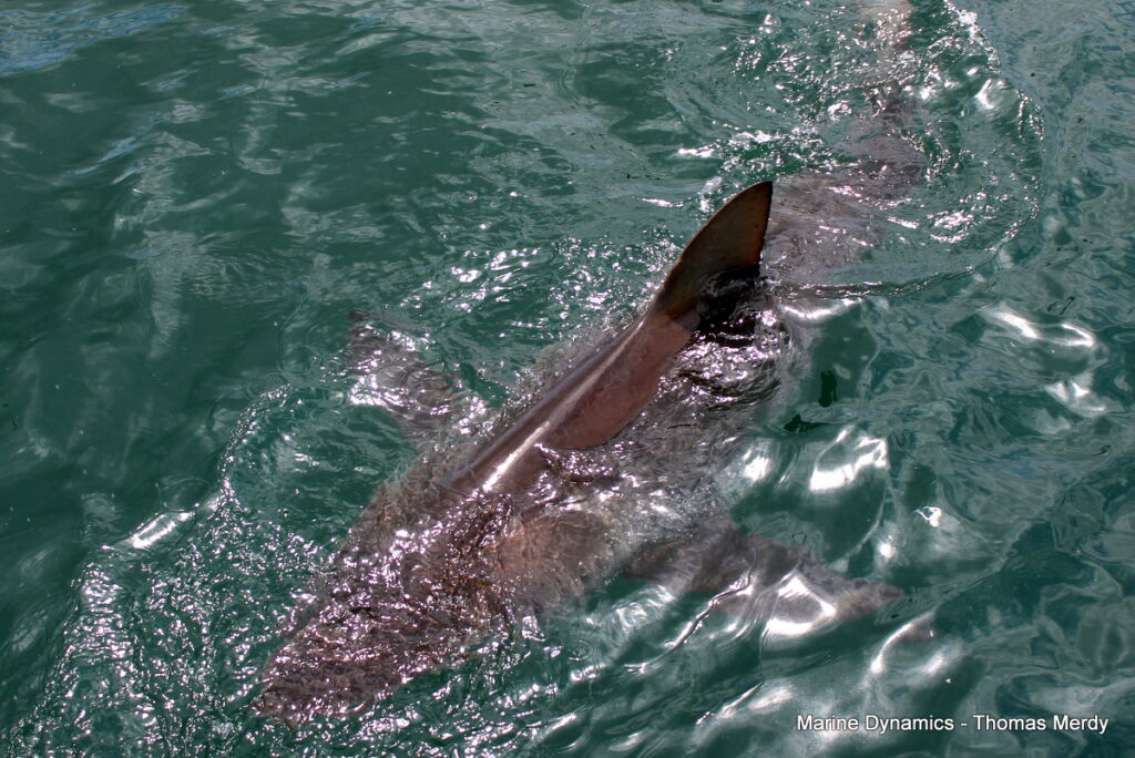Shark cage diving, South Africa, Gansbaai