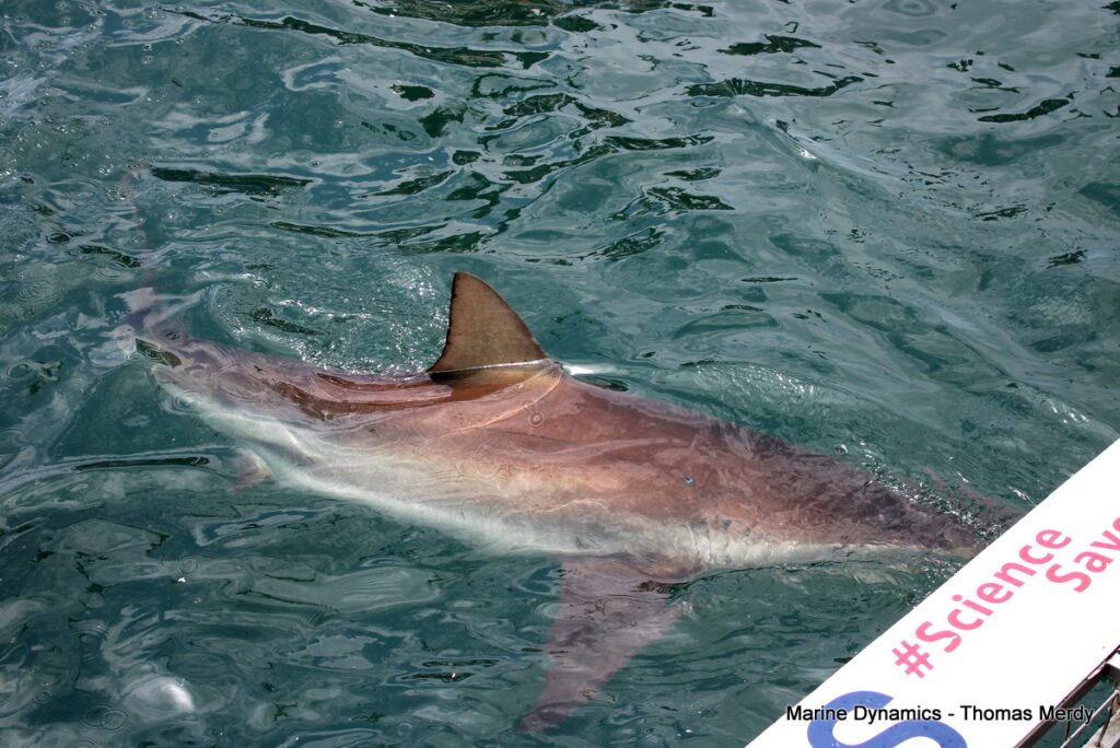 Shark cage diving, South Africa, Gansbaai