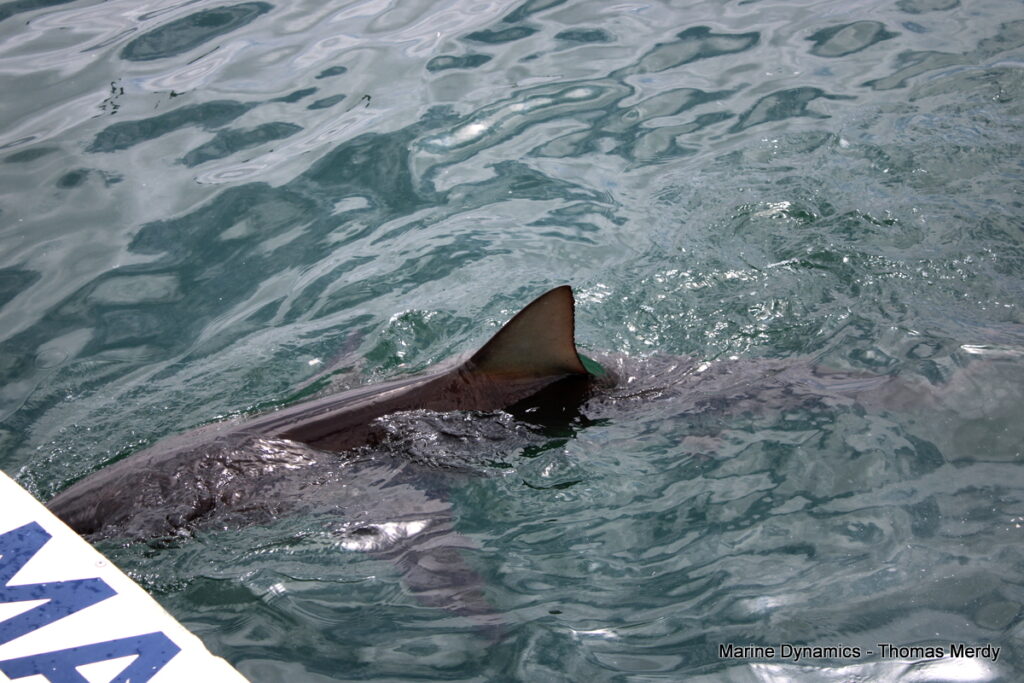 Shark cage diving, South Africa, Gansbaai