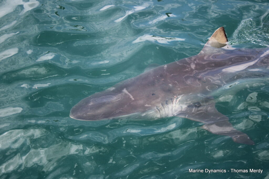 Shark cage diving, South Africa, Gansbaai