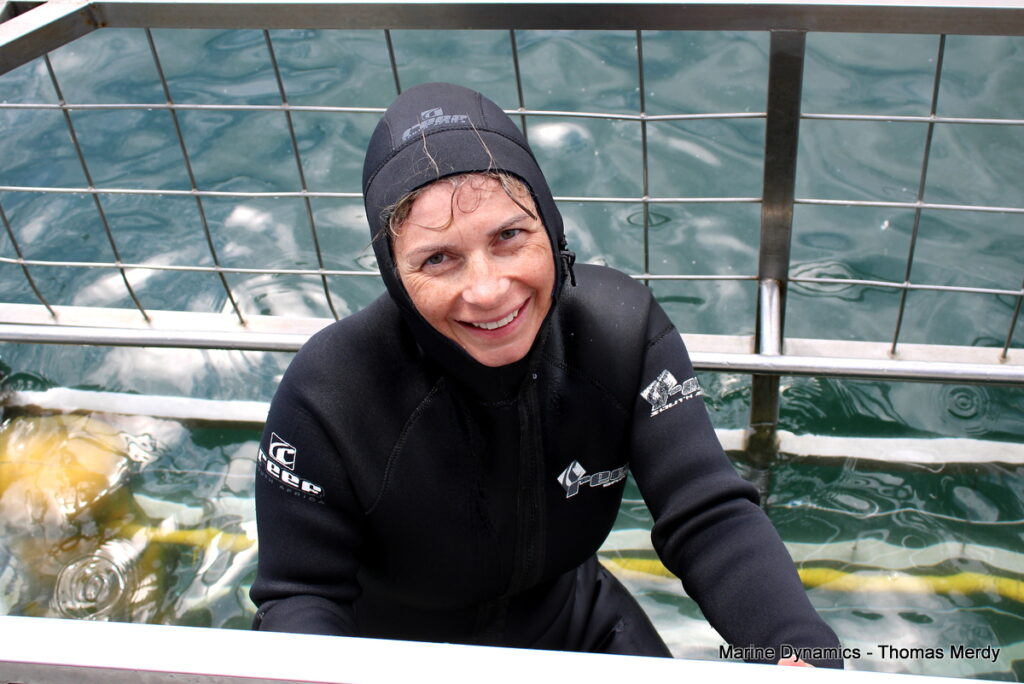 Shark cage diving, South Africa, Gansbaai