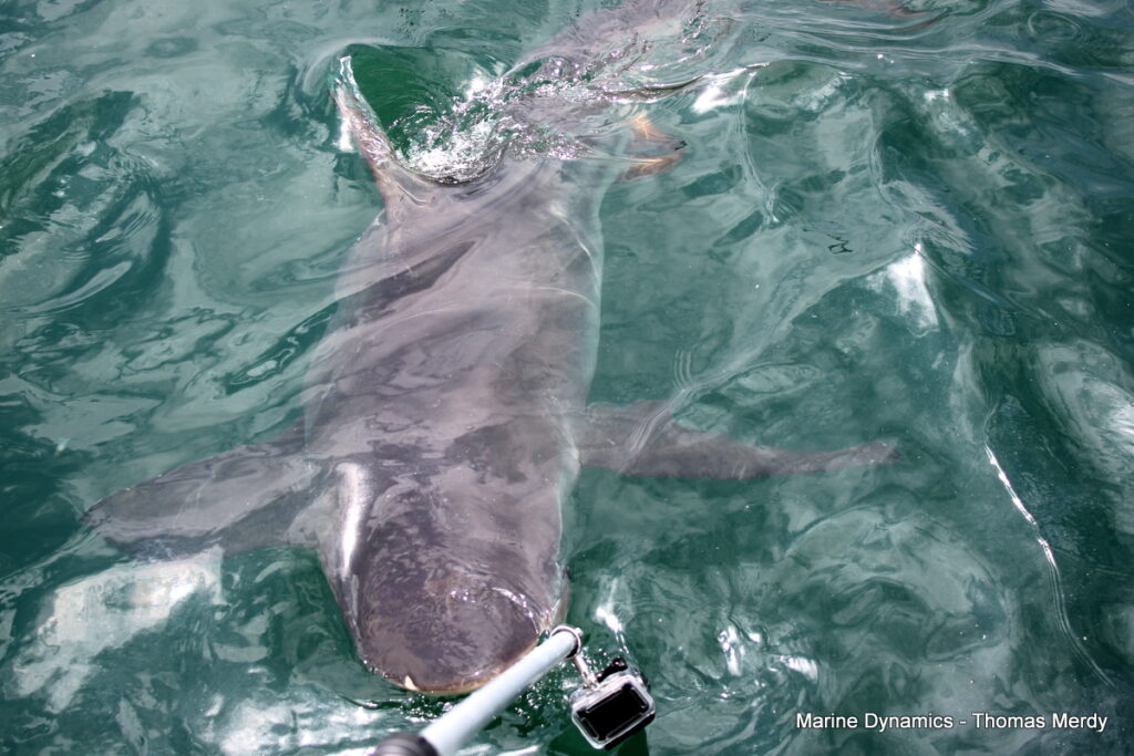 Shark cage diving, South Africa, Gansbaai