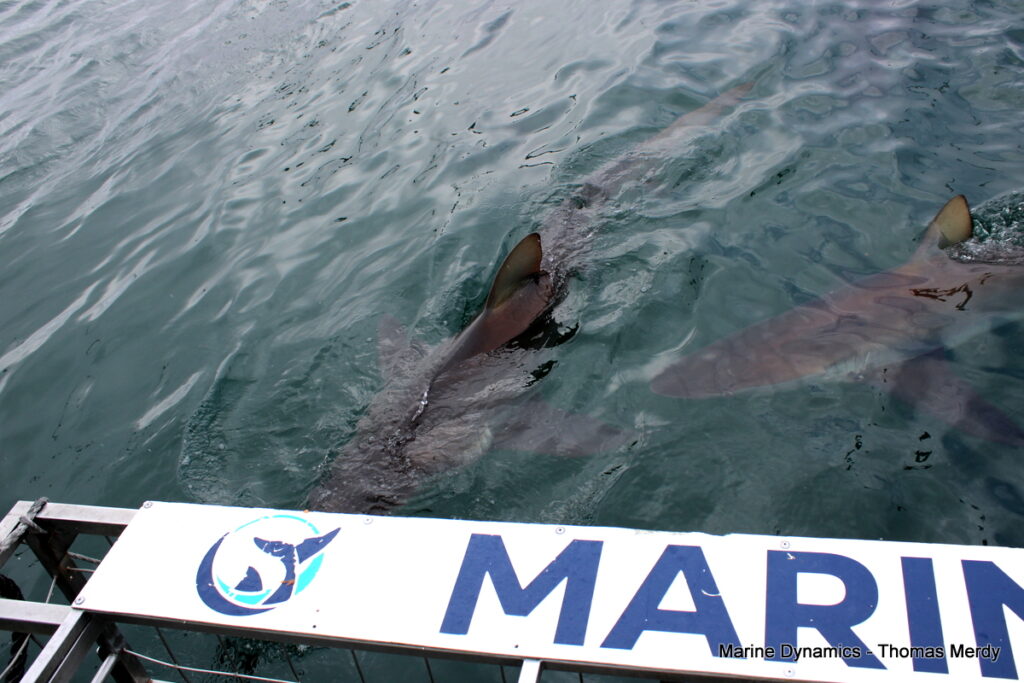 Shark cage diving, South Africa, Gansbaai