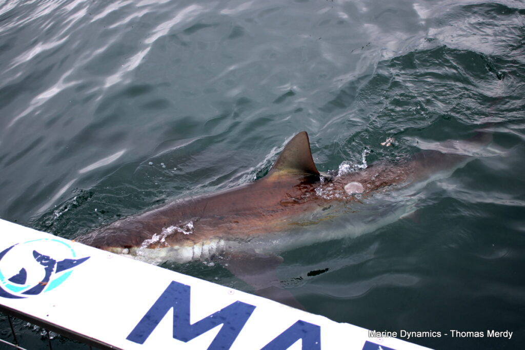 Shark cage diving, South Africa, Gansbaai