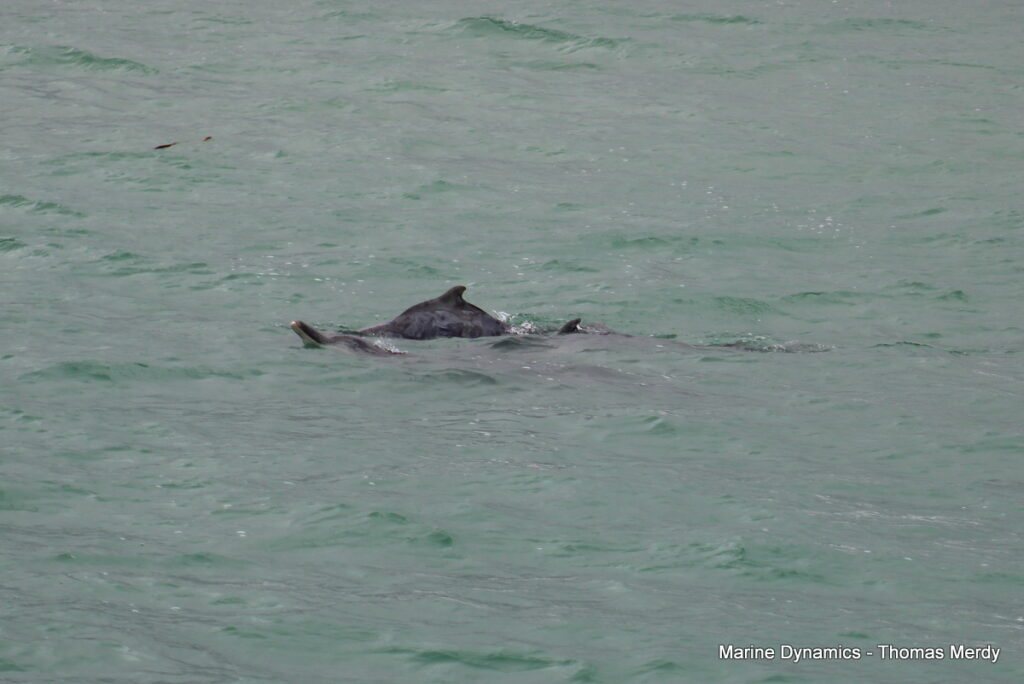 Shark cage diving, South Africa, Gansbaai