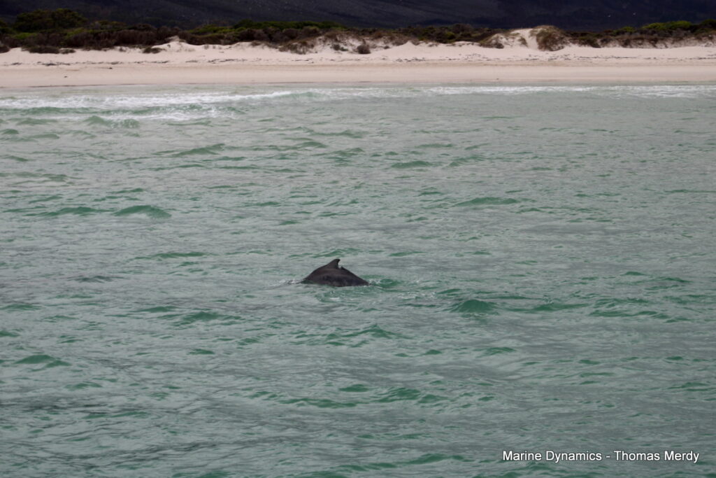 Shark cage diving, South Africa, Gansbaai