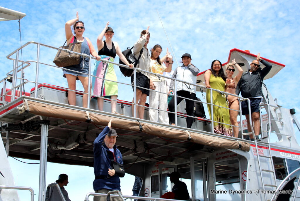 Shark cage diving, South Africa, Gansbaai