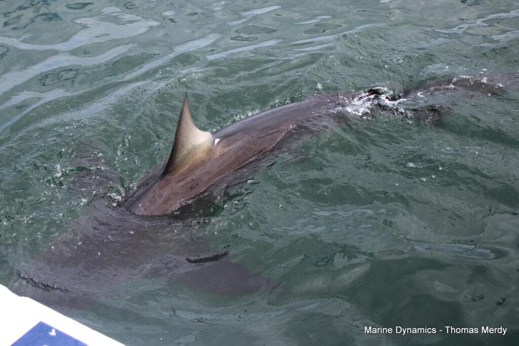 Shark cage diving, South Africa, Gansbaai