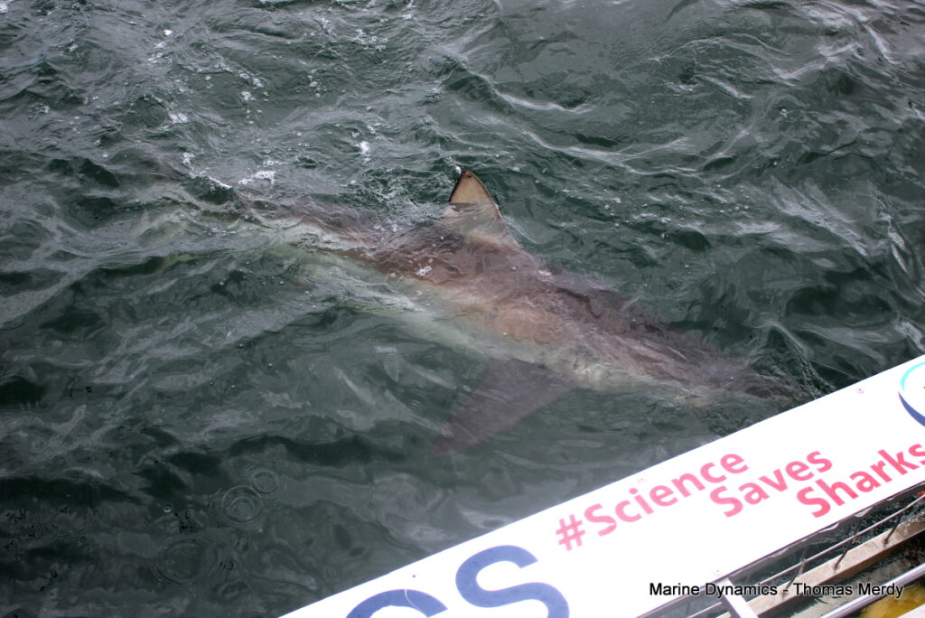 Shark cage diving, South Africa, Gansbaai