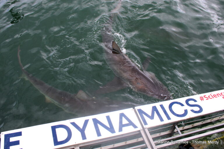 Shark cage diving, South Africa, Gansbaai