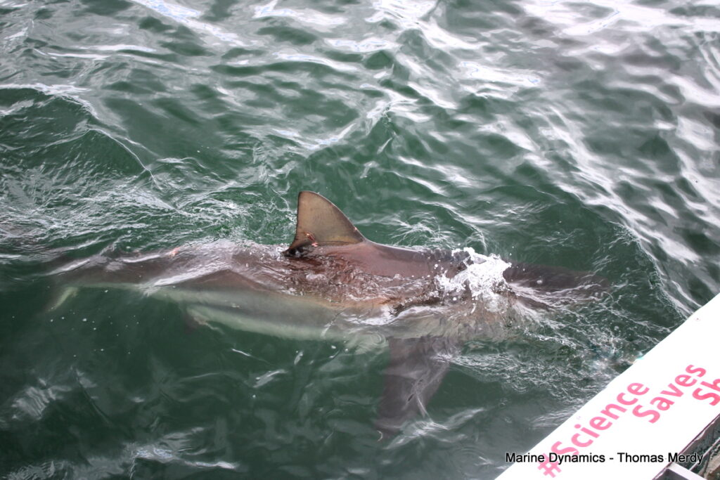 Shark cage diving, South Africa, Gansbaai