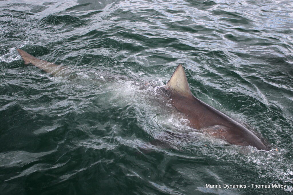 Shark cage diving, South Africa, Gansbaai