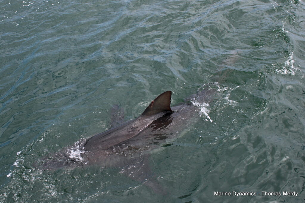 Shark cage diving, South Africa, Gansbaai