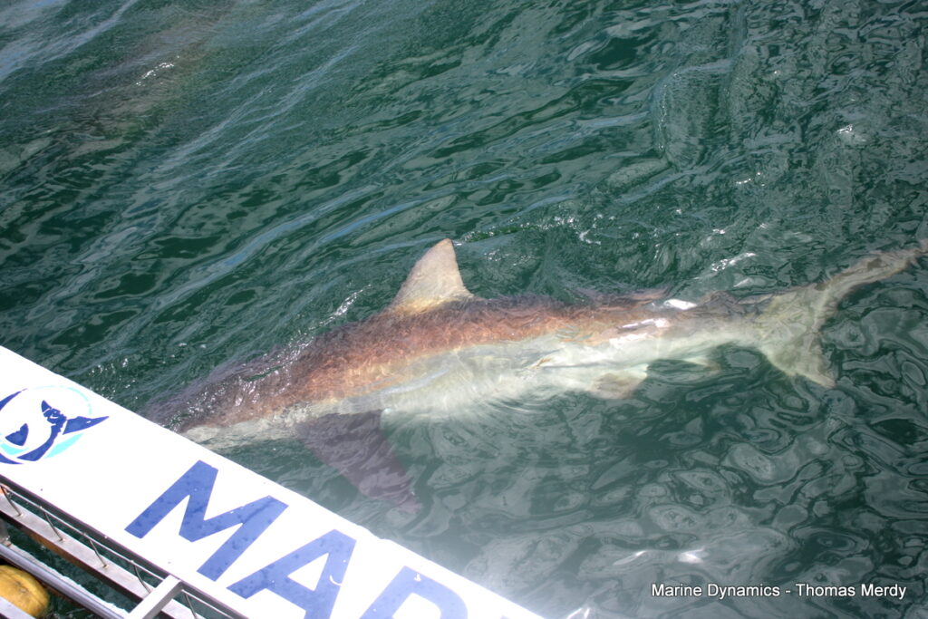 Shark cage diving, South Africa, Gansbaai