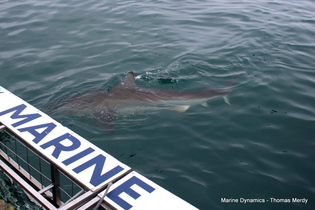 Shark cage diving, South Africa, Gansbaai