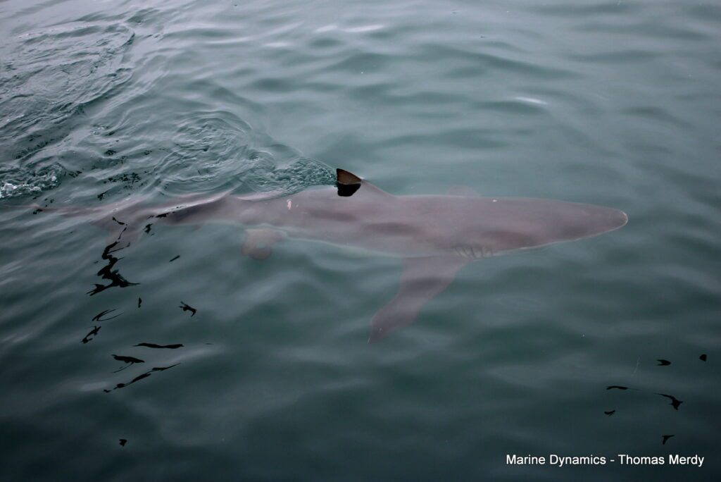 Shark cage diving, South Africa, Gansbaai
