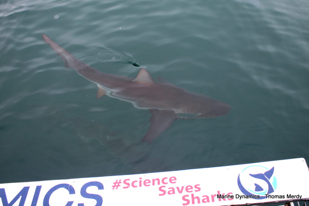 Shark cage diving, South Africa, Gansbaai