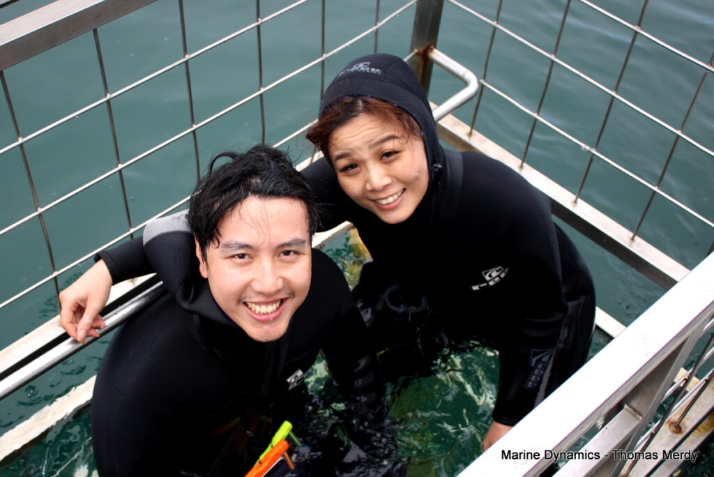 Shark cage diving, South Africa, Gansbaai