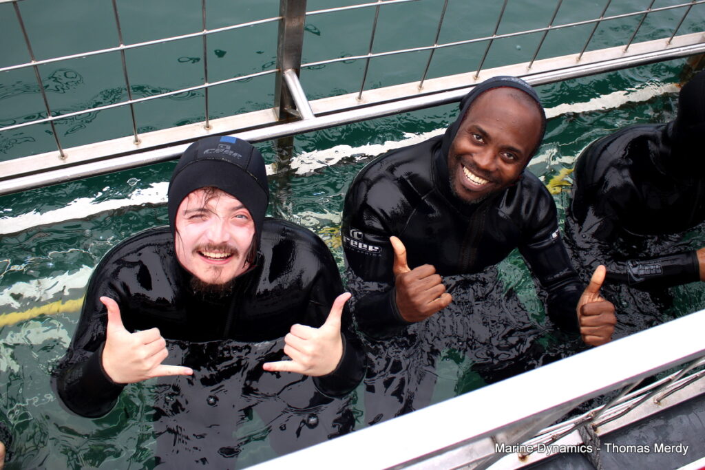 Shark cage diving, South Africa, Gansbaai