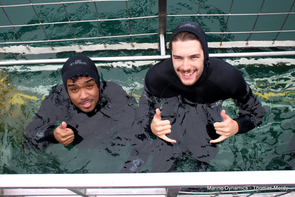 Shark cage diving, South Africa, Gansbaai