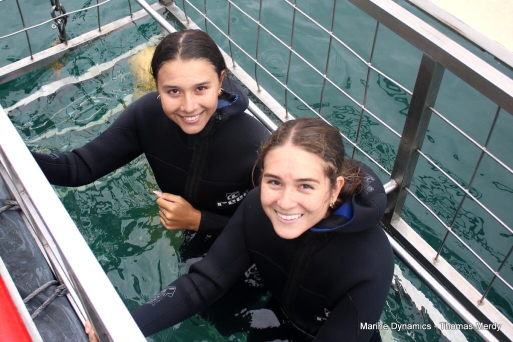 Shark cage diving, South Africa, Gansbaai