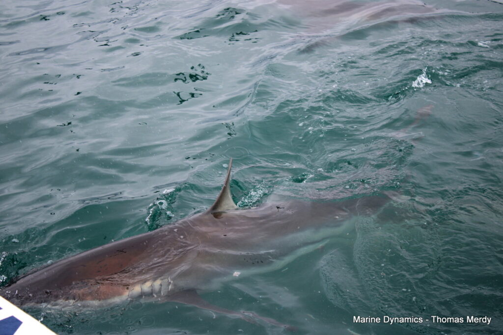 Shark cage diving, South Africa, Gansbaai