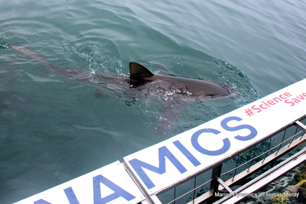 Shark cage diving, South Africa, Gansbaai