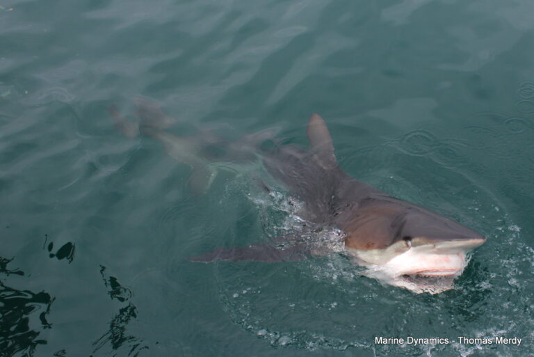 Shark cage diving, South Africa, Gansbaai
