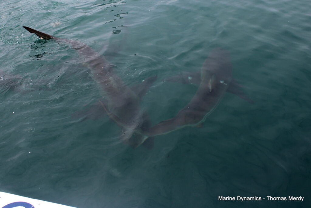 Shark cage diving, South Africa, Gansbaai
