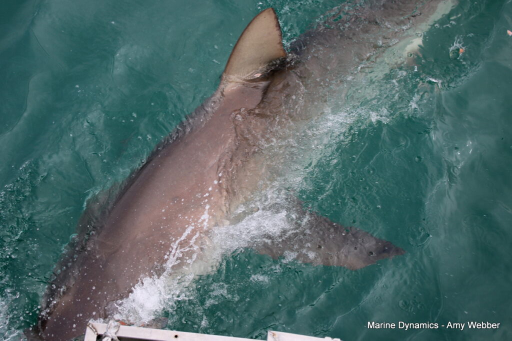 shark cage diving, Gansbaai, South Africa