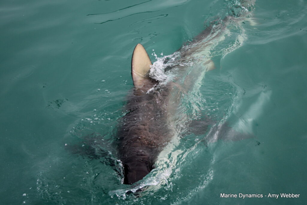 shark cage diving, Gansbaai, South Africa
