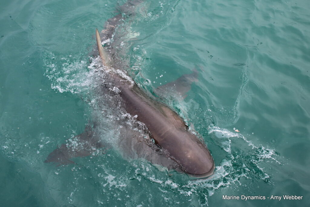 shark cage diving, Gansbaai, South Africa