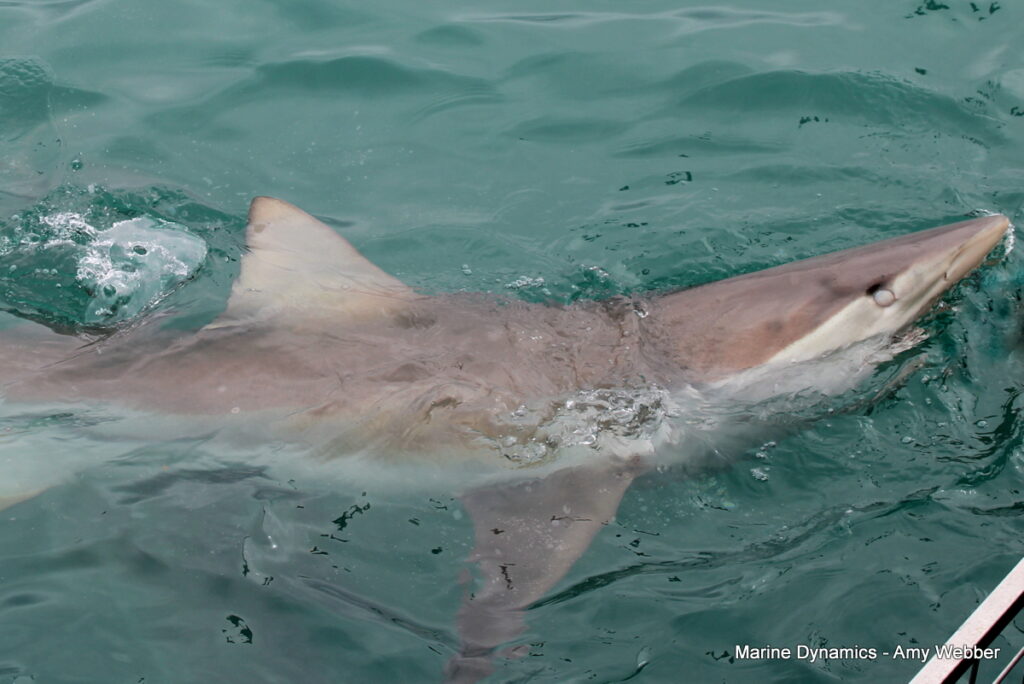 shark cage diving, Gansbaai, South Africa