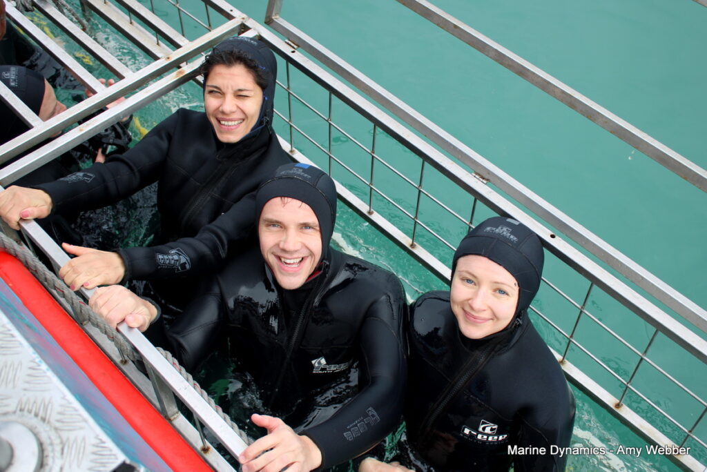 shark cage diving, Gansbaai, South Africa